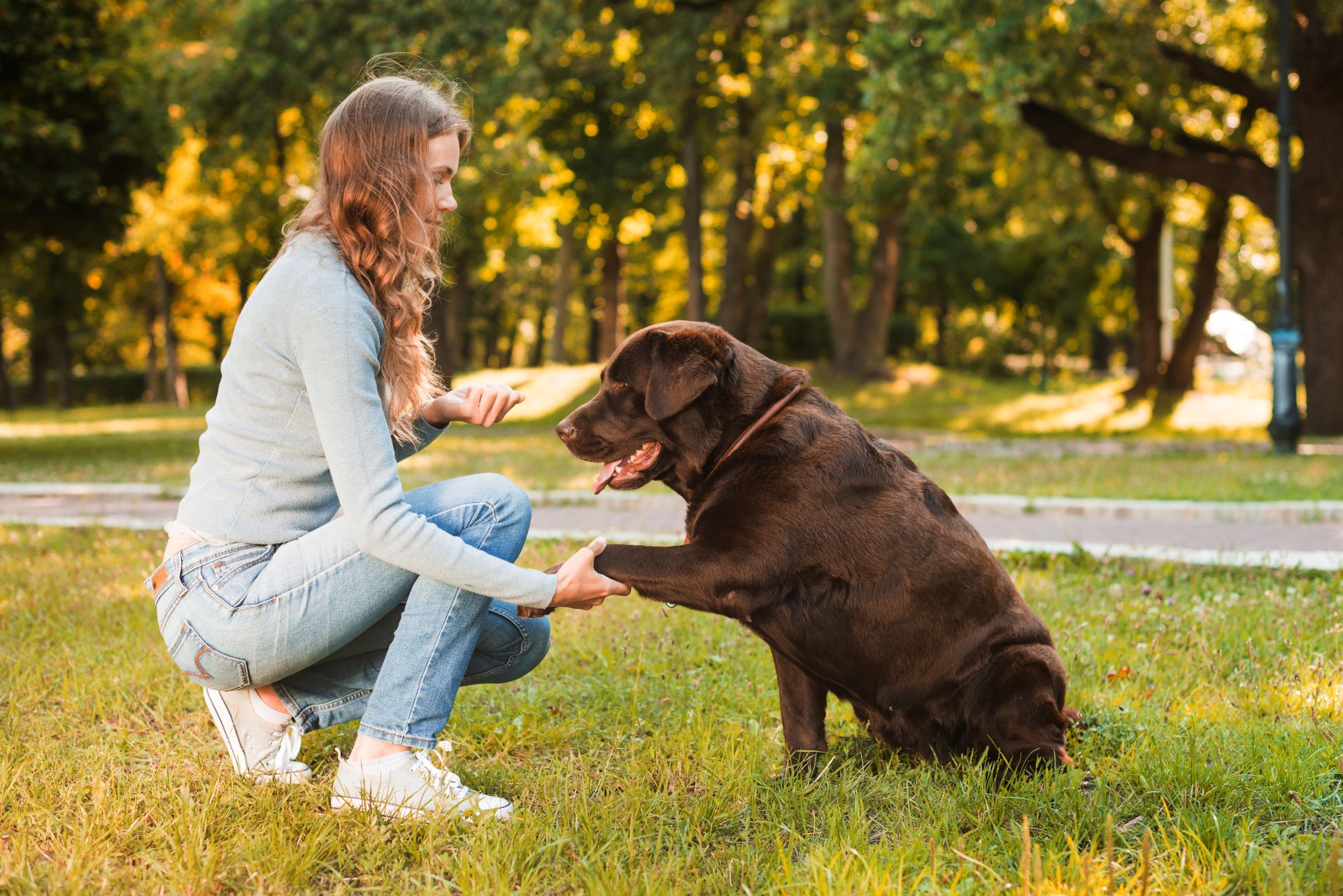 Curso de educación canina