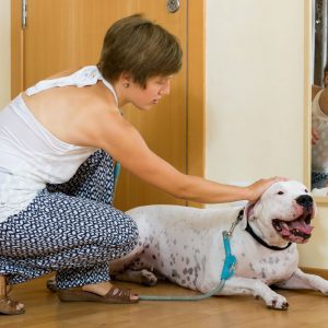 Curso de estrés canino